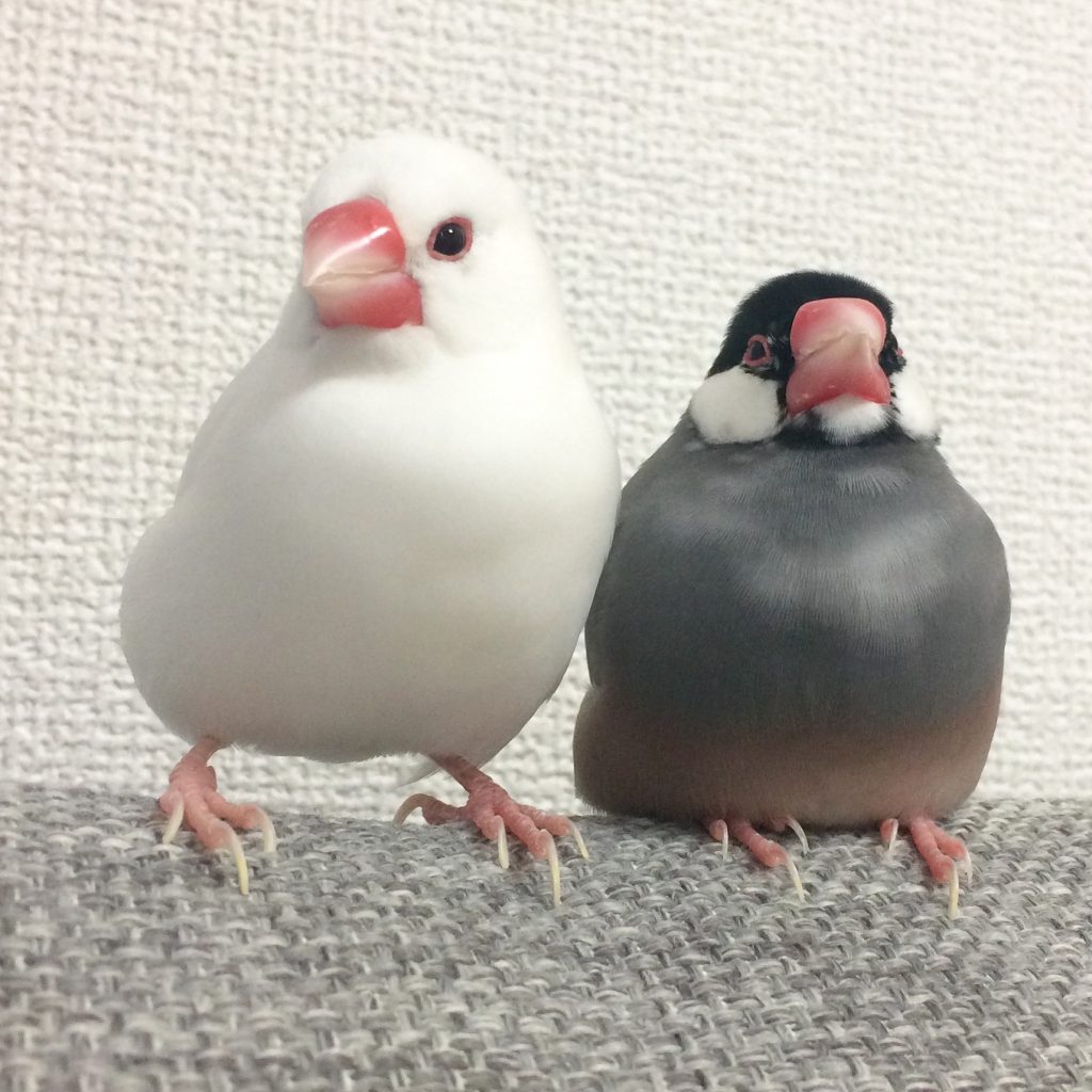 文鳥スキー　様 F010238C-F6AB-4BA5-8432-